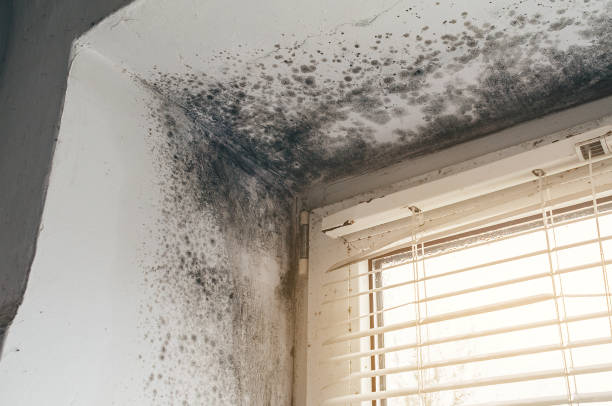 Affordable Mold Removal solutions in Clayton, NC